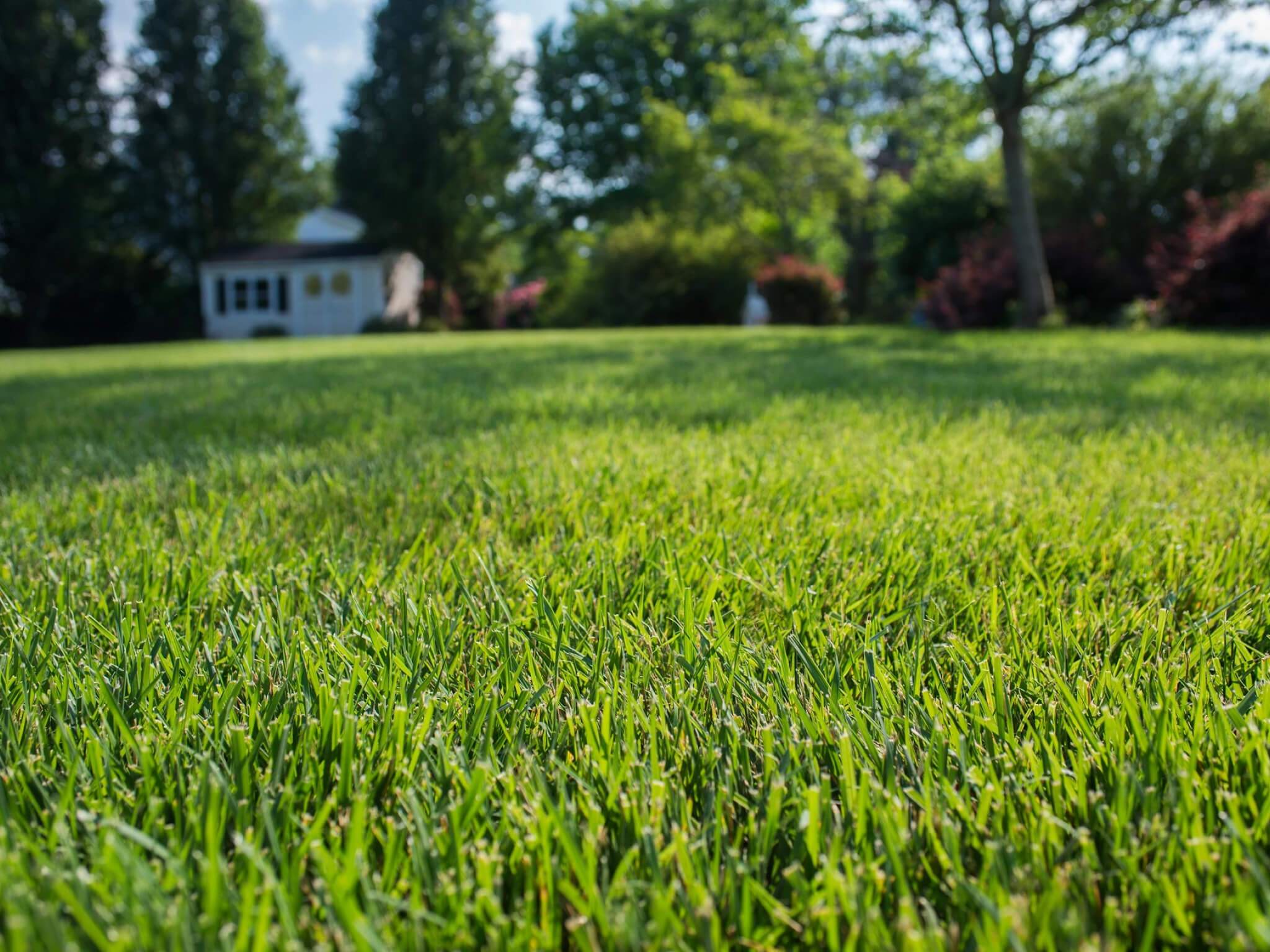 Fresh Sod
